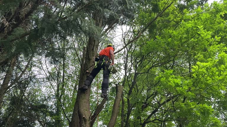 Professional  Tree Services in Bruce, MS